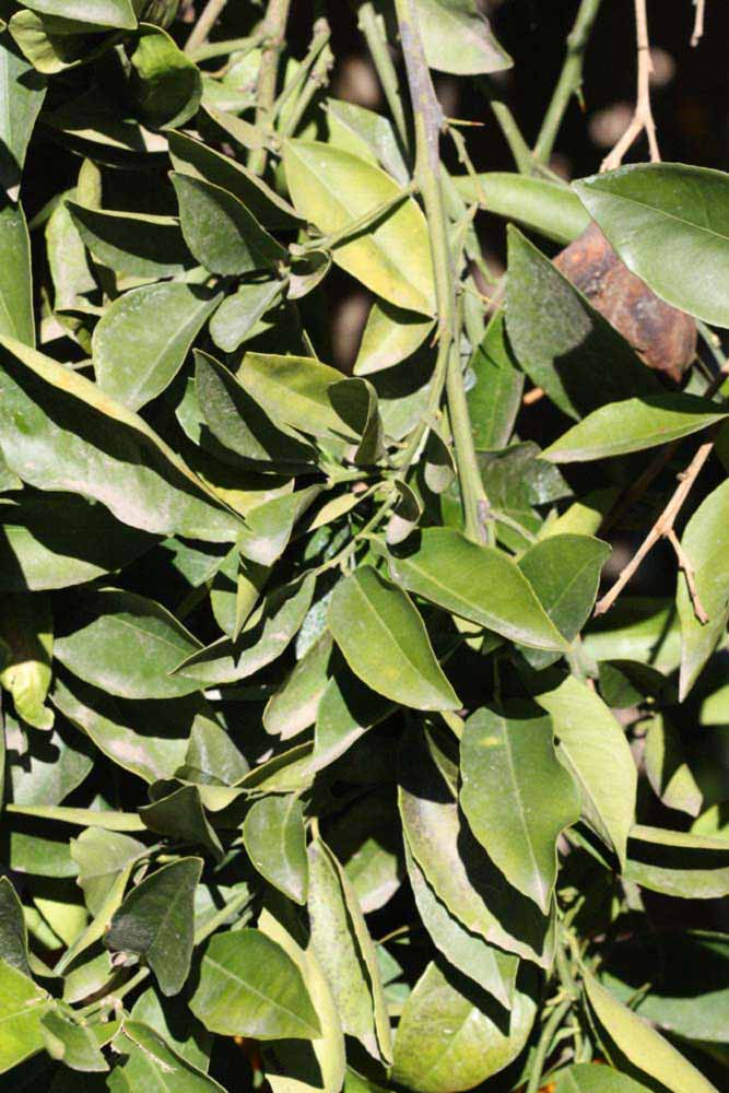            Sun leaves (Riverside, CA)   